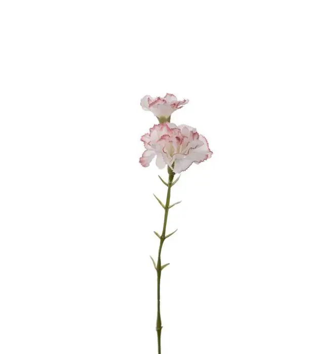 Nejlika 31 cm Rosa - Mr Plant - Bonus Möbler risnedsättning