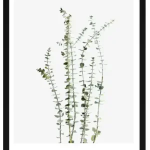 Expressleverans Poster - 'Eucalyptus'