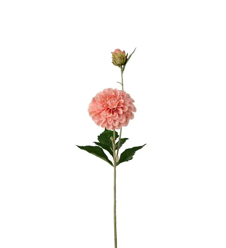 Dahlia Aprikos 66cm Lågt pris