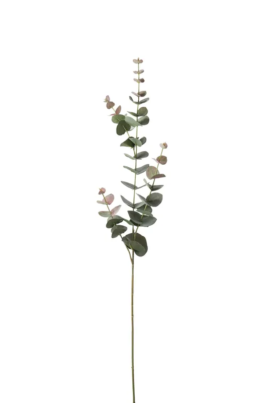 Erbjudande Eucalyptus