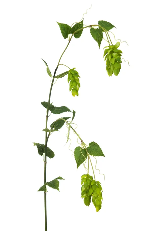 Populärt val Humle 115 cm Grön – Konstväxt