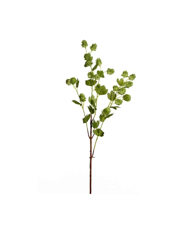 Humle 90cm Begränsad tid