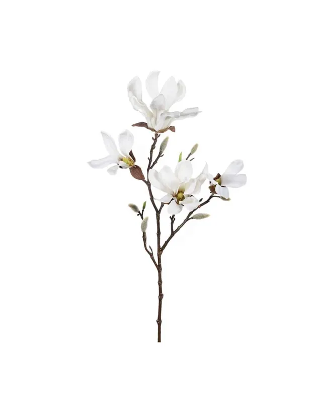 Magnolia Vit 50 cm Reapris