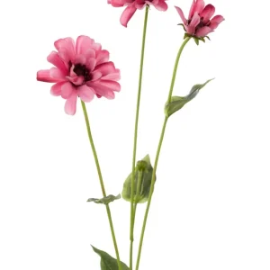 Zinnia 65 cm Rosa Fri frakt