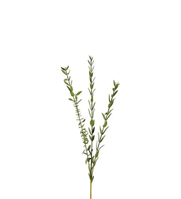 Eucalyptus 50 cm Grön – Konstkvist Köp online